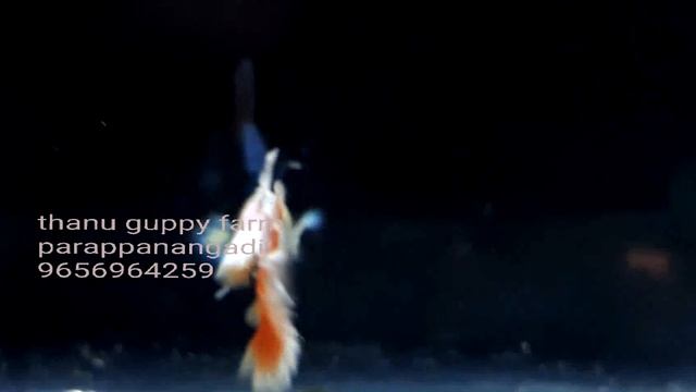 Guppy Santa Claus