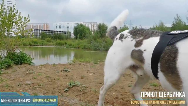 Выгул подопечных собак Боров и Мэд волонтерами, муниципальный приют Щербинка смотреть онлайн