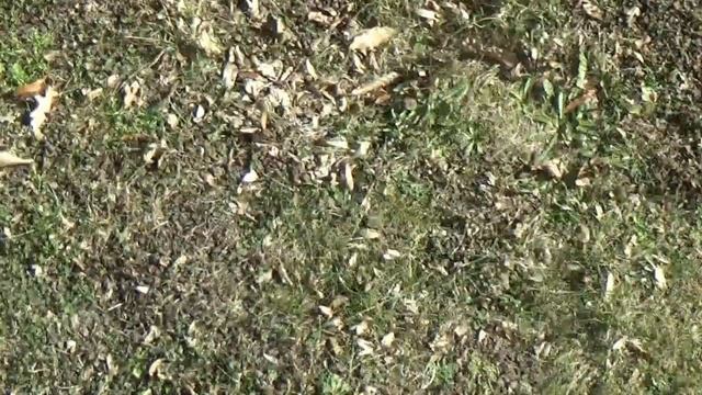 Весна в саду смотреть онлайн