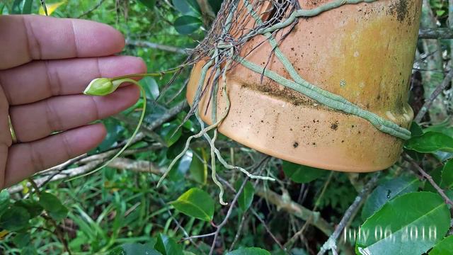 Ghost Orchid Time Lapse - Dendrophylax Lindenii 