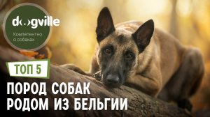 ТОП 5 Пород собак родом из Бельгии