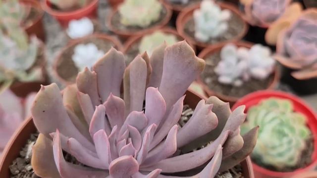 IDENTIFICAÇÕES de Suculentas Parte 1, muitas plantas simples, porém lindas, dicas de cultivo. смотреть онлайн