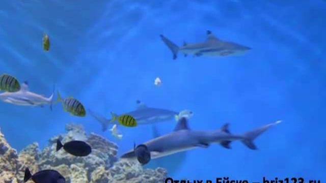 Ейск - Азовское море - океанариум "Акулий риф" смотреть онлайн