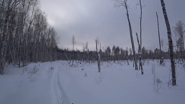 Охота в местах, где много тетеревов. смотреть онлайн
