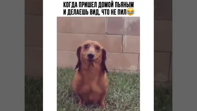 Когда пришел домой пьяный и делаешь вид,что не пил))))) смотреть онлайн