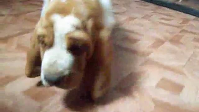 Щенки бассет-хаунда смотреть онлайн