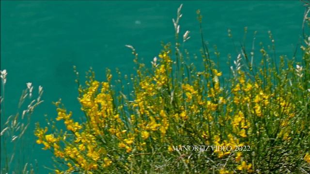 Lago di Fiastra con ginestre, rose e papaveri - Lake with blooming gorse, wild roses and poppies смотреть онлайн