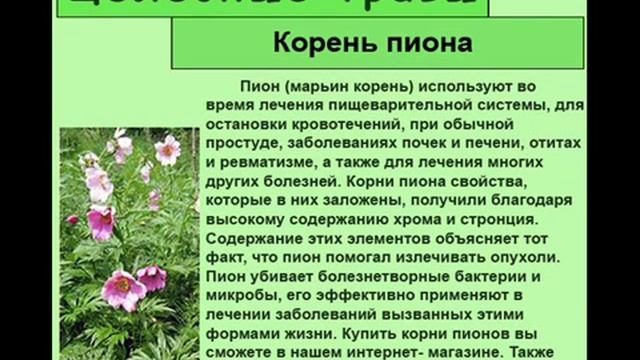 Корень пиона смотреть онлайн