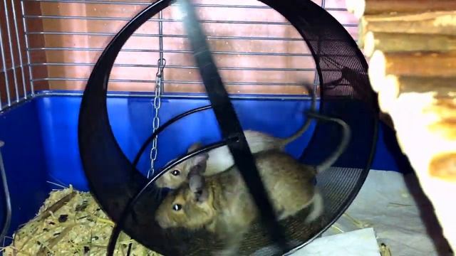 Белки дегу бегают вместе в колесе смотреть онлайн