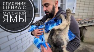 Подобрала щенка с трассы. Привезла Дину после аварии. Реакция мамы.