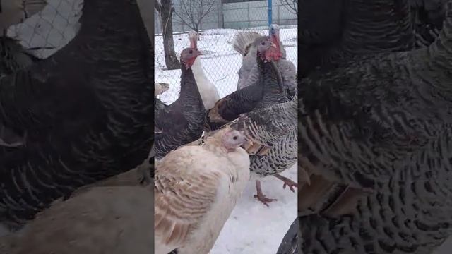 Индюки помесь пород, вес самцов до 16кг, самок до8кг смотреть онлайн