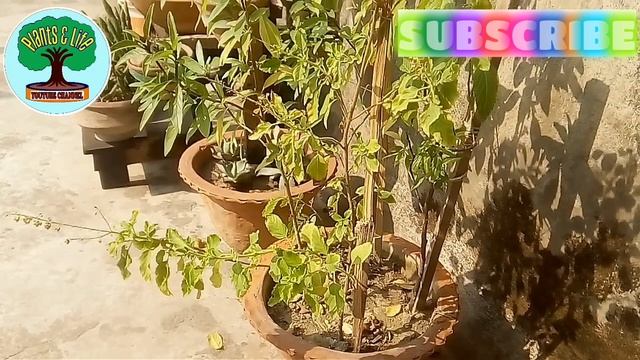 Save TULSI/Basil Plant in Winter || Protect Drying TULSI/Holy Basil Plant смотреть онлайн