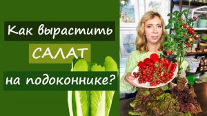 Как вырастить салат на подоконнике?