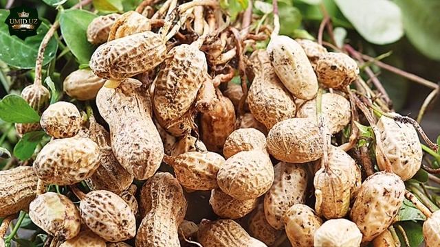 UZUM KASALLIKLARINI QANDAY DORILAR BILAN DAVOLASH YOʻLLARI.  YERYONGʻOQ EKISH SIRLARI