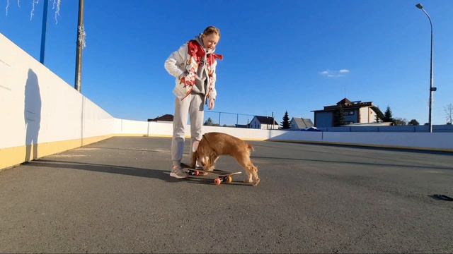 Как научить собаку кататься на скейте? | Русский спаниель на скейте|