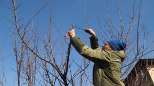 Простая обрезка сливы 10ти-летней.