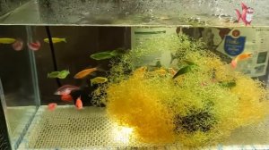 Разведение данио в домашних условиях