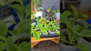 Пекинская капуста , ранний посев на рассаду.