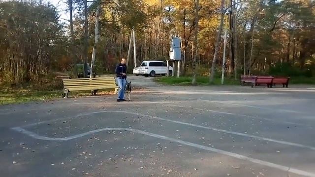 Ваша собака отвлекается на других собак что делать смотреть онлайн