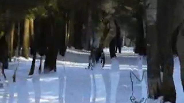Скиджоринг смотреть онлайн