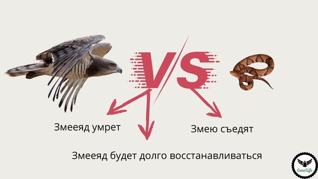 Змееяд и всё, что нужно знать об этой птице смотреть онлайн