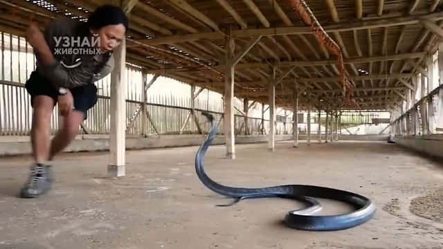 Королевская Кобра – Благородная, Умная и Смертельно Ядовитая Змея! смотреть онлайн