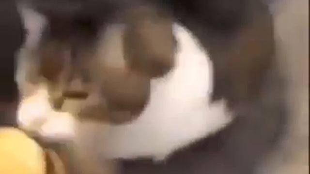 Here kitty, you can has cheese burger смотреть онлайн