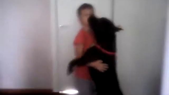 Собака танцует вальс смотреть онлайн