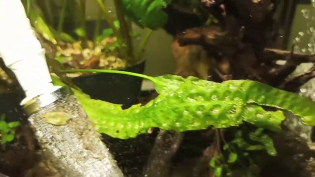 Стурисома панамская (Sturisoma panamense) аквариумная стрекоза, содержание, разведение, икра Мальки смотреть онлайн