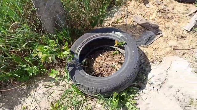Заморозки на винограднике, созрел ананас,уход за инжиром. смотреть онлайн