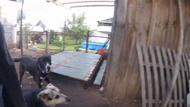 18. Продаются Породистые КОЗЛЫ !!! смотреть онлайн