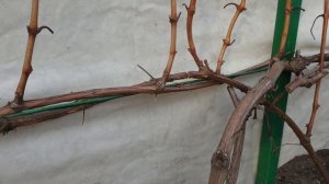 Обрезка винограда осенью  Простая обрезка для начинающих!