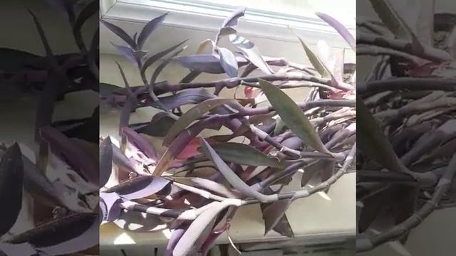 Сеткреазия пурпурная?и оксалис? смотреть онлайн