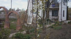 Черешня Опыление интересным методом.