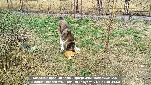 Алабай и кот. смотреть онлайн