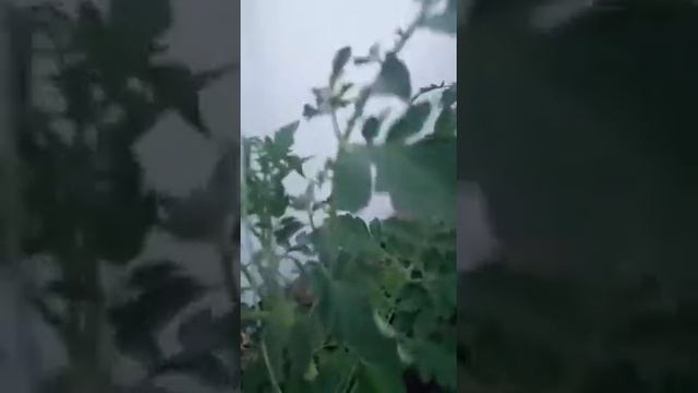 Формировка и пасынкование помидор в теплице смотреть онлайн