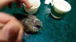 Выкармливание птенцов горлицы