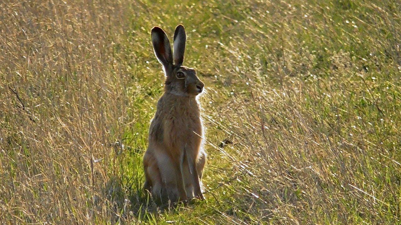 Заяц-Русак сделал вид, что меня не заметил / Brown Hare смотреть онлайн