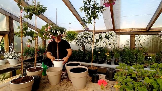 фуксия штамбом 2021 продолжение. смотреть онлайн