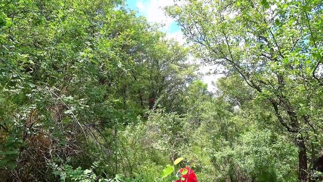 ЭНТАЛОМА САДОВАЯ(Подкарагачник) на разведку,за грибами в горы/дружная компания,довольные дети. смотреть онлайн