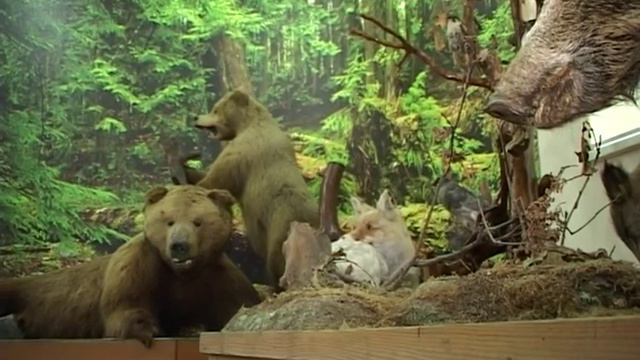 Косолапый юбиляр: чучело медведя из Елецкого краеведческого музея уже 100 лет смотреть онлайн