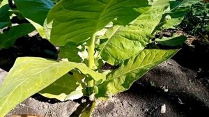 Сушка табака в теплице, И про то как табак заболел.