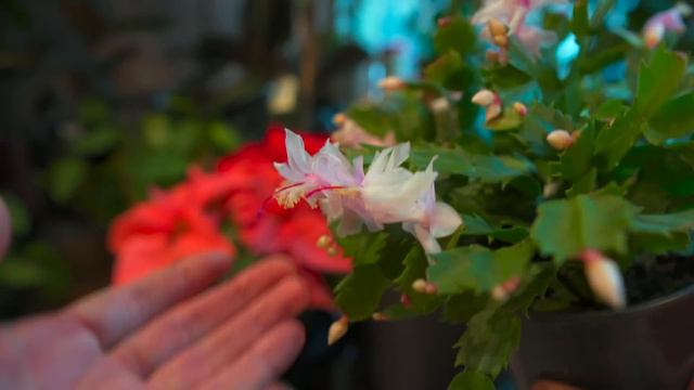 Top 15 HOLIDAY HOUSEPLANTS — Ep. 352 смотреть онлайн