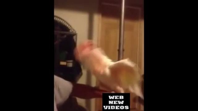 Бешеный попугай какаду | Crazy Parrot Cockatoo :D