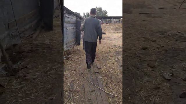 перекупы смотрят быка смотреть онлайн