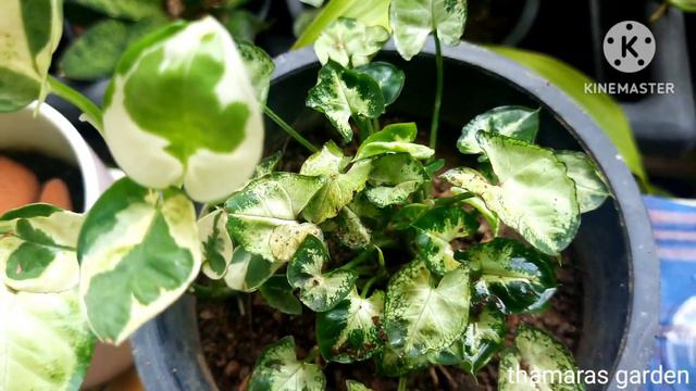 How To Care Syngonium Plant From My Home Garden || #Arrowhead_plant