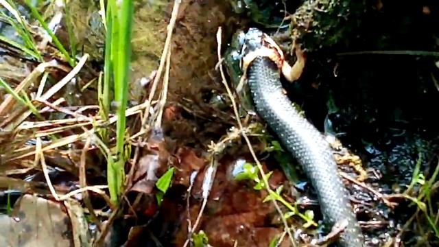 Уж ест лягушку 2 часть смотреть онлайн