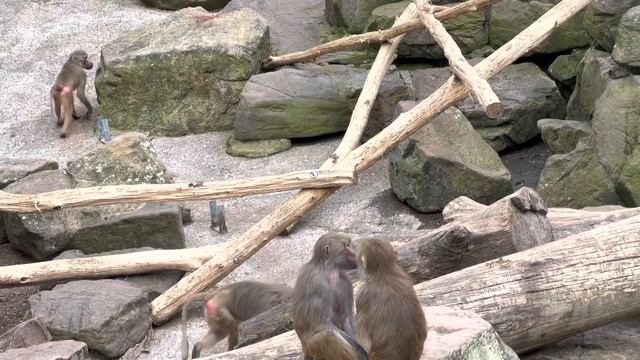 Зоопарк Германии, Нойнкирхен. Neunkircher Zoologischer Garten. 07.05.2023 г. смотреть онлайн