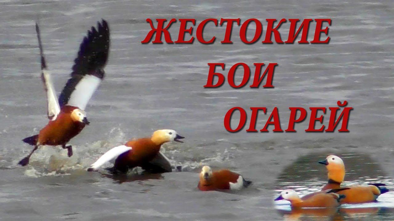 Жестокие бои Огарей и Happy End смотреть онлайн