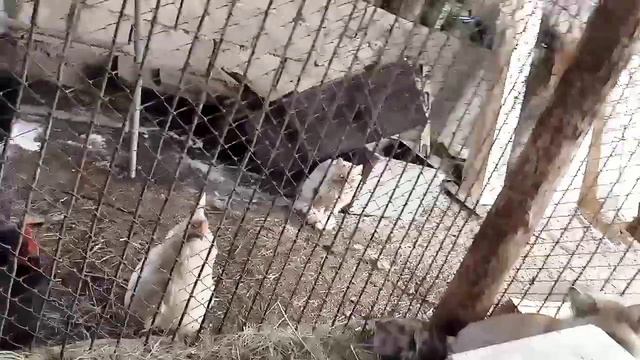 667. Маркиза - дневник приручения дикой лисы,лиса нашла незнакомый запах на одежде и соответственно смотреть онлайн